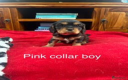 Cavalier King Charles Spaniel dogs for sale: Gorgeous Cavalier King Charles puppies for sale - Image 5