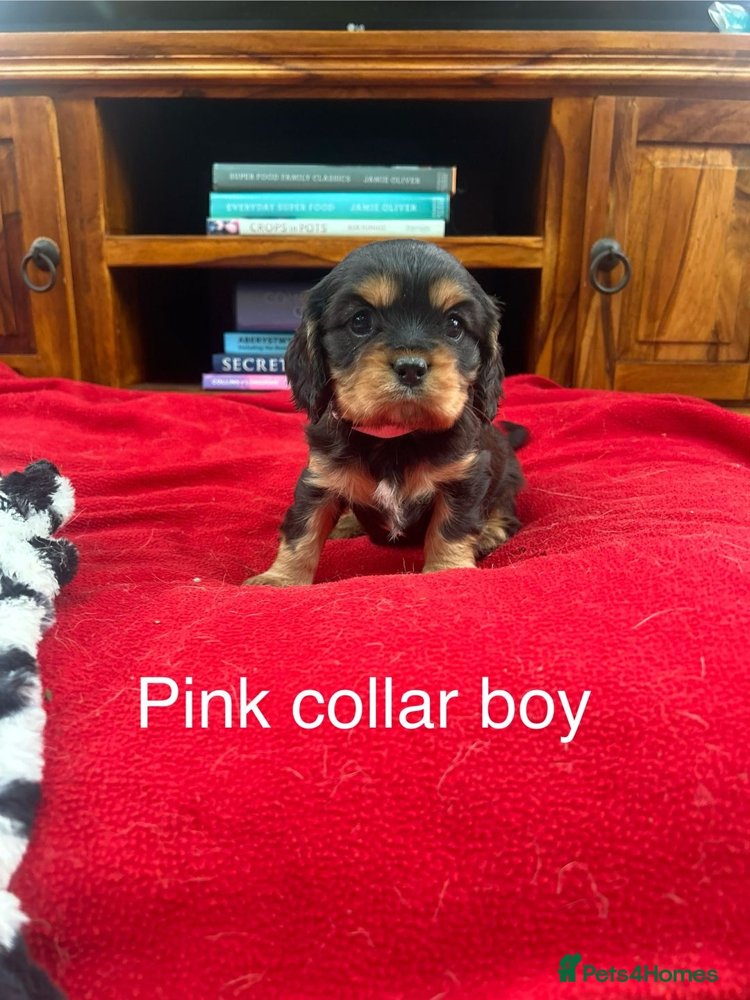 Cavalier King Charles Spaniel dogs for sale: Gorgeous Cavalier King Charles puppies for sale - Image 5