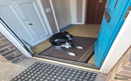 Mixed Breed dogs for adoption: Bertie seeks retirement home  - Image 2