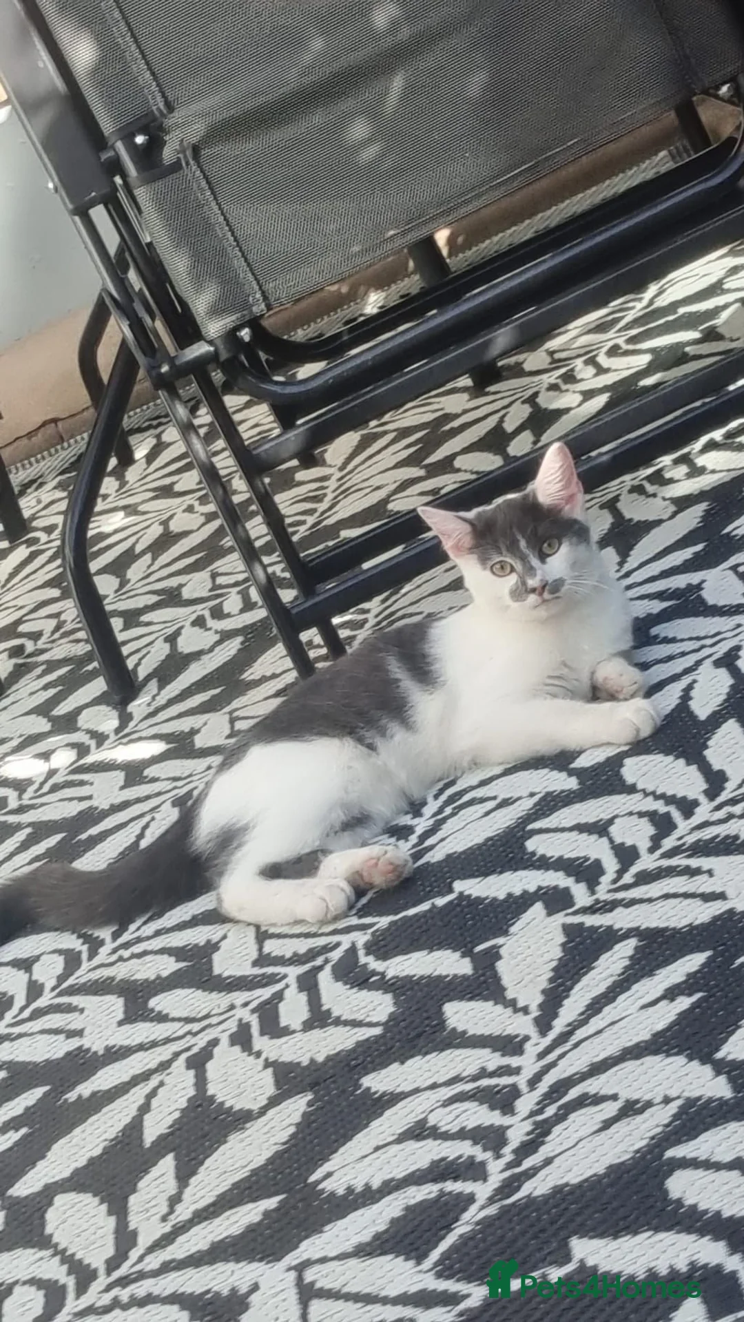 Mixed Breed cats for sale: Leo&blue in Stourbridge - Advert 2