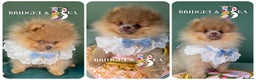 Pomeranian dogs for sale: 💛PUPPIES ARRIVED 💛 - Advert 7