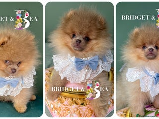 Pomeranian dogs 💛WAITING LIST NOW OPEN💛 - Advert 5