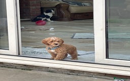 Cockapoo dogs for sale: F1 Cockapoo boys and girls - Image 10