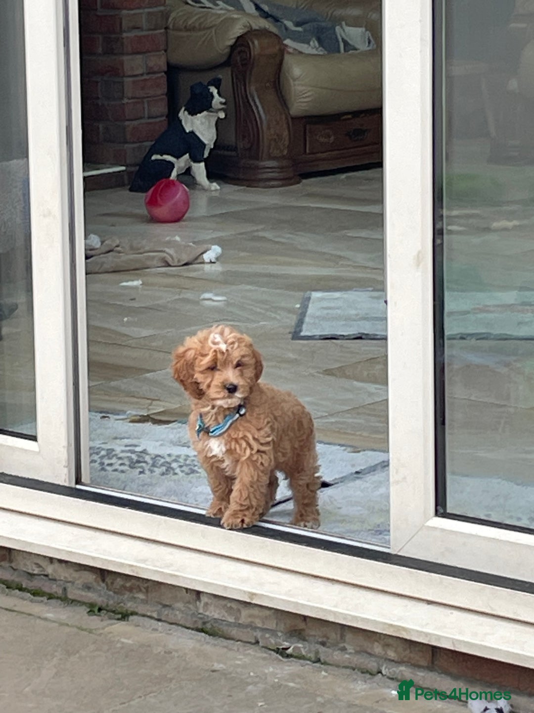 Cockapoo dogs for sale: F1 Cockapoo boys and girls - Image 10