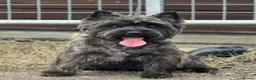 Cairn Terrier dogs for sale: KC reg pups off health tested parent avail 11/08 - Advert 11