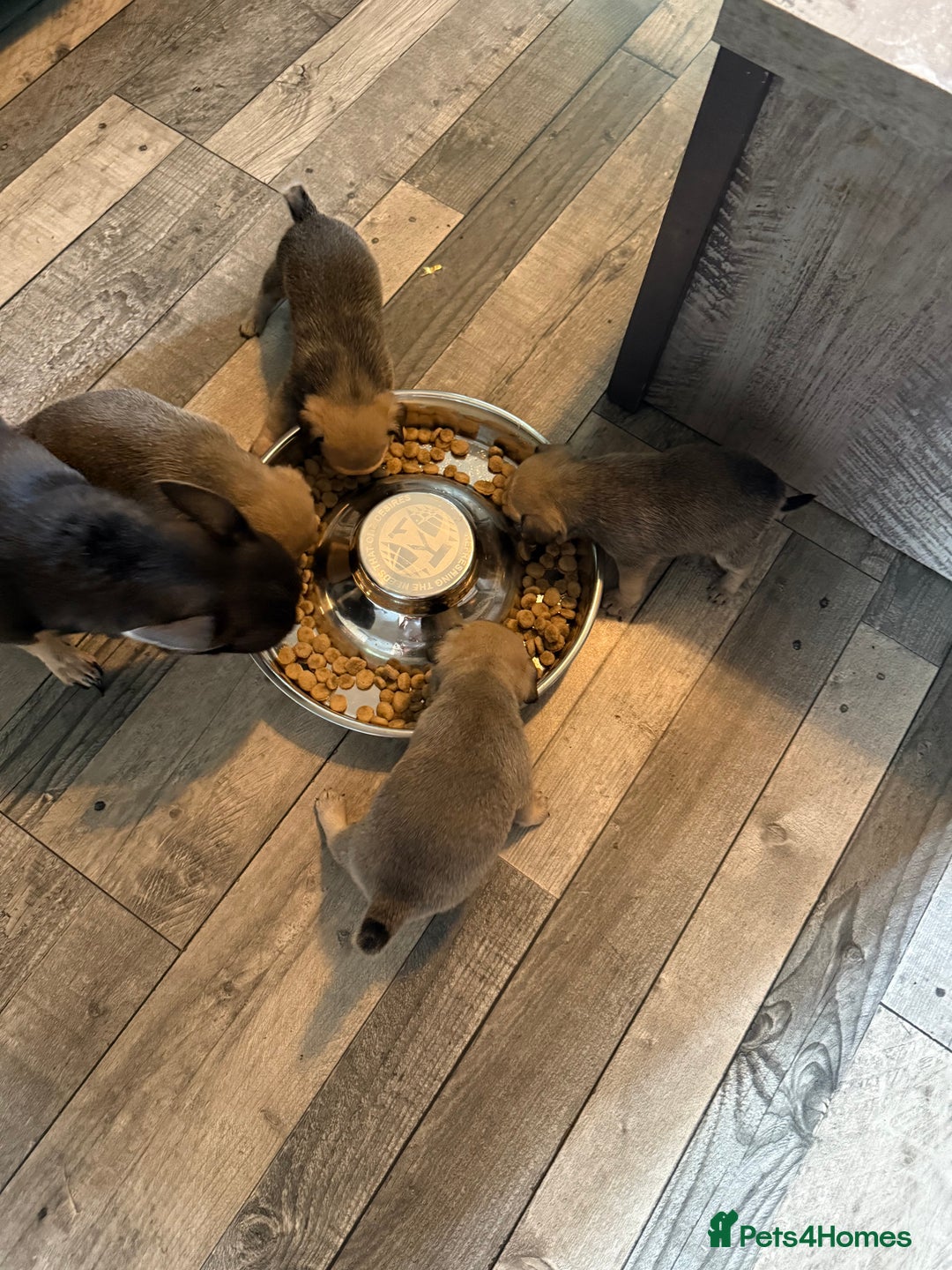 Chug dogs for sale: 2 puppy chugs for sale  - Image 4