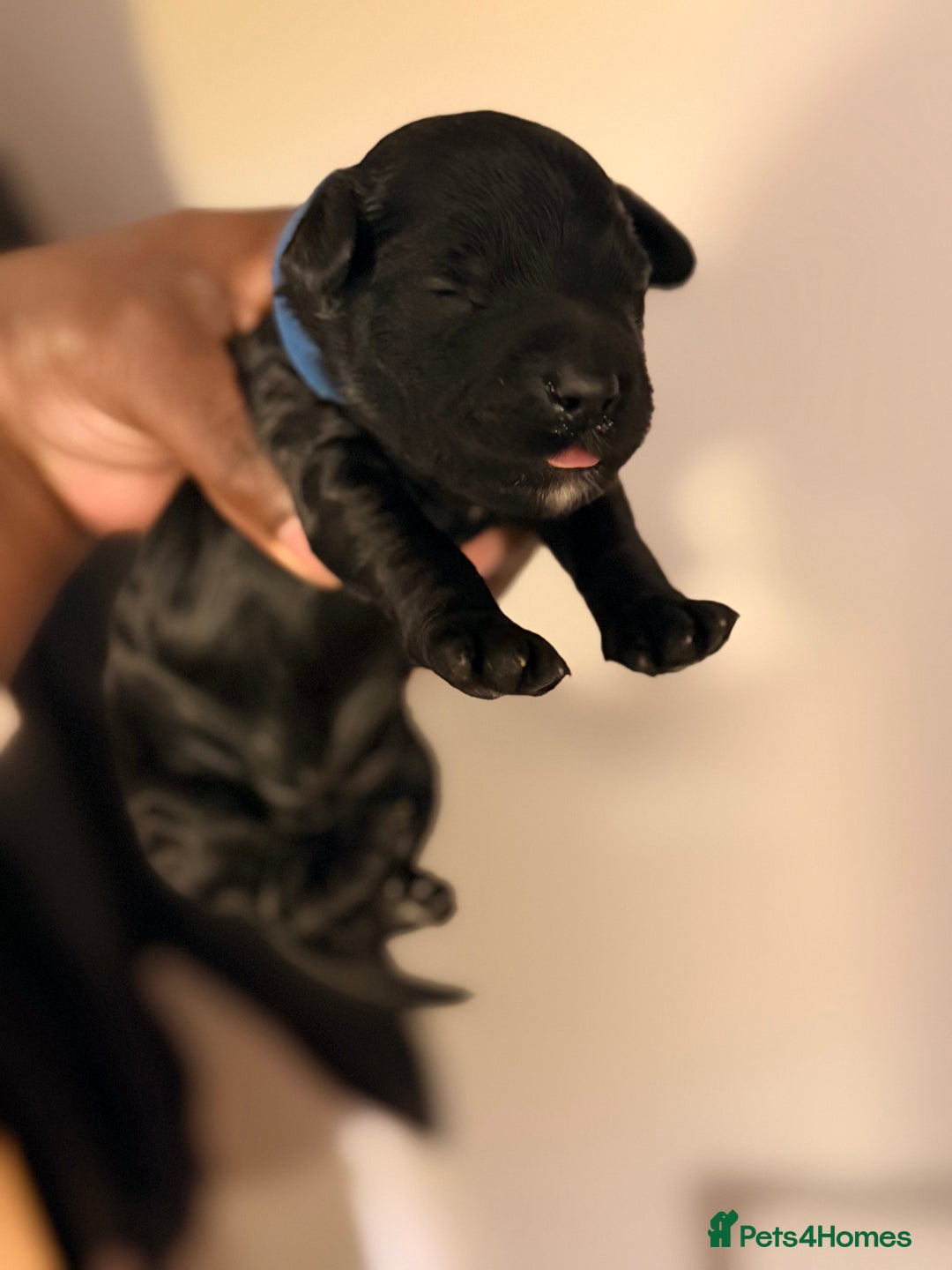 Cockapoo dogs for sale: Adorable Puppies Looking for Their Forever Homes! - Advert 5