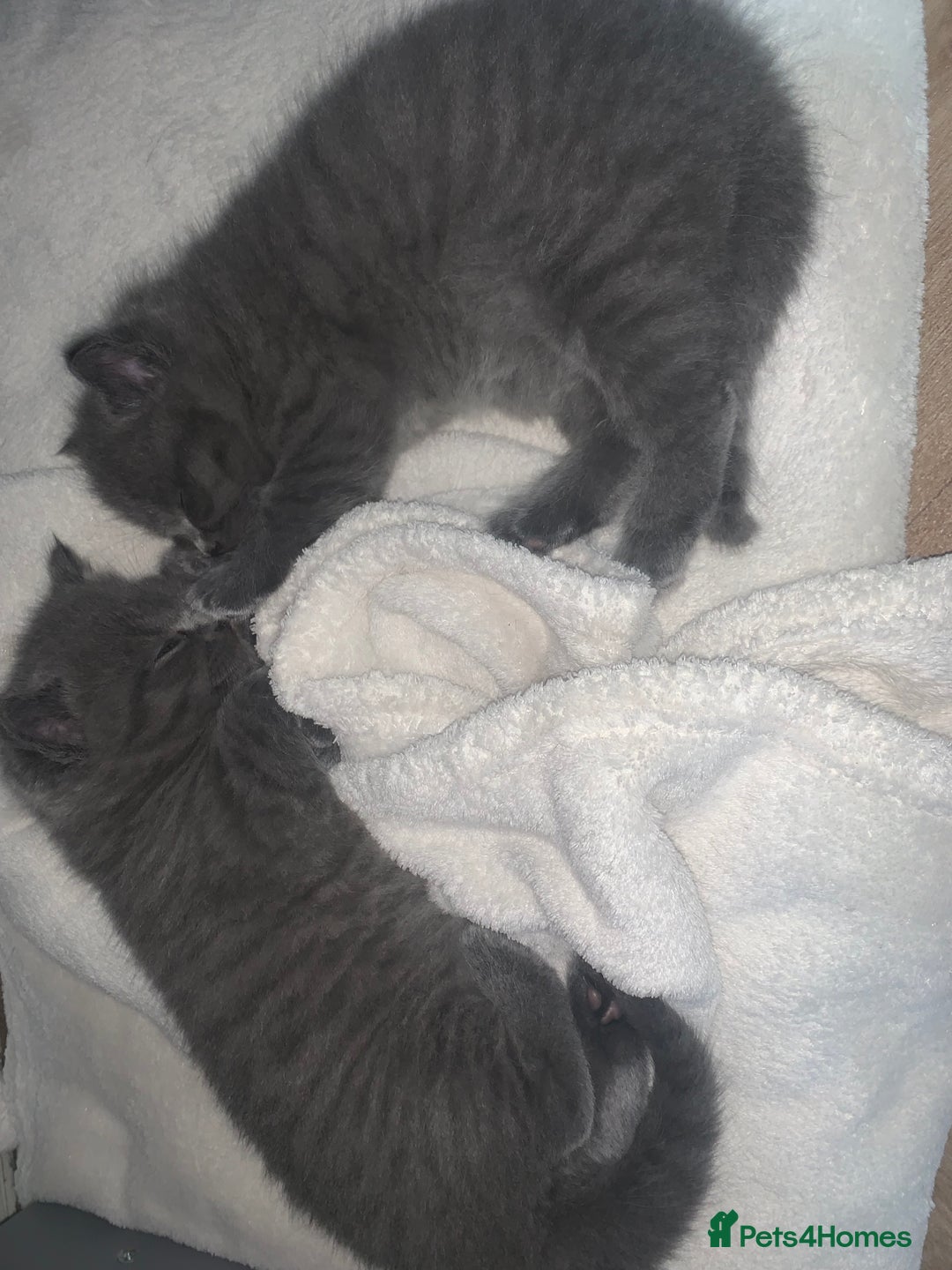 British Shorthair cats for sale: British Blue Shorthair  - Image 10