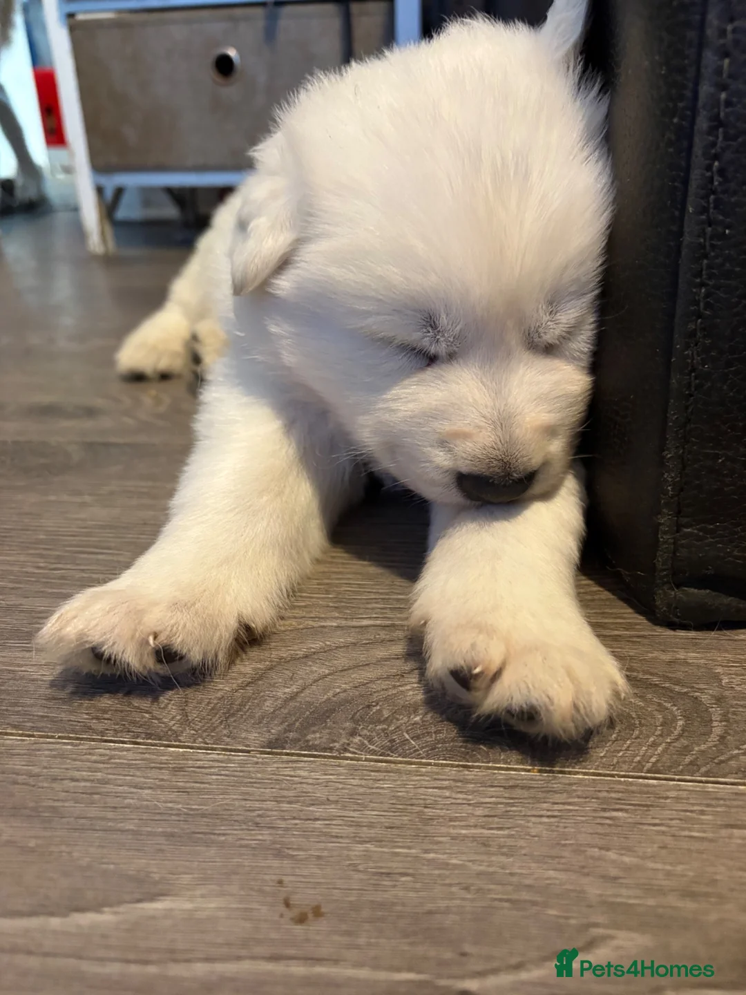 White Swiss Shepherd dogs for sale: Beautiful Swiss Shepherd puppies kc reg 1 boy left - Advert 2