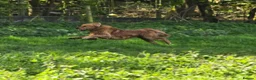 Golden Retriever dogs for stud: Golden retriever at stud - Advert 3