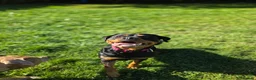 Rottweiler dogs for sale: Last 2 boys  - Advert 1
