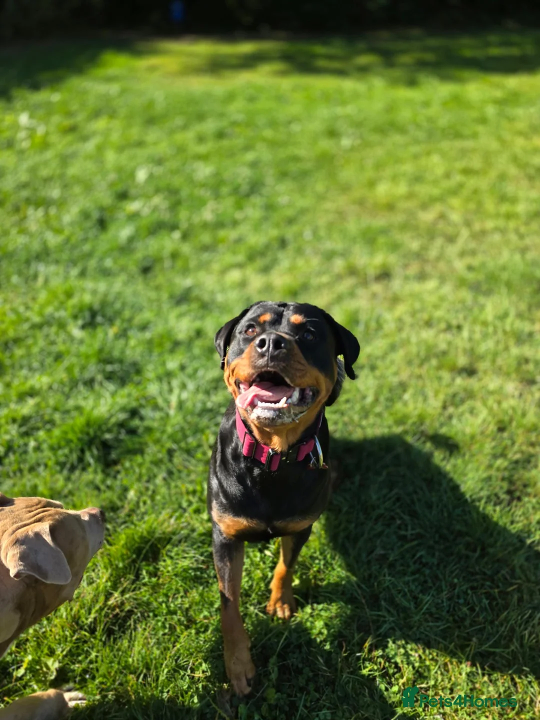 Rottweiler dogs for sale: Last 2 boys  - Advert 1