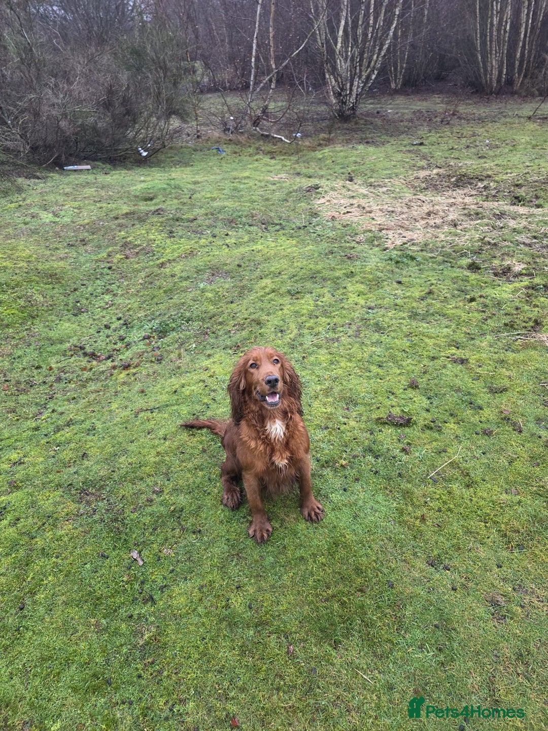 Cocker Spaniel dogs for sale: Gorgeous litter of working cocker spaniel puppies - Advert 2