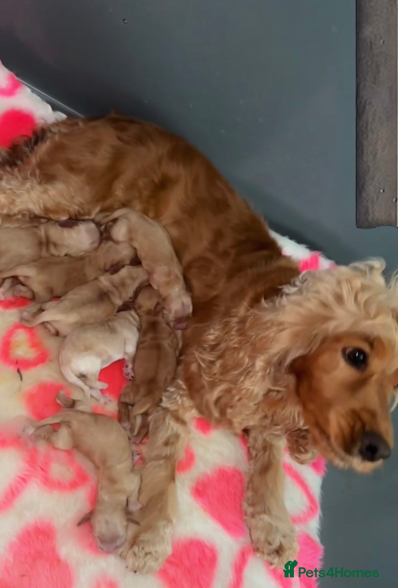 Cocker Spaniel dogs 6 beautiful cocker spaniel puppies  - Advert 17