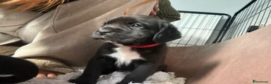 Mixed Breed Puppy 8