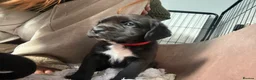 Mixed Breed dogs for sale: Cane corso x staff puppies  in Witham - Advert 4