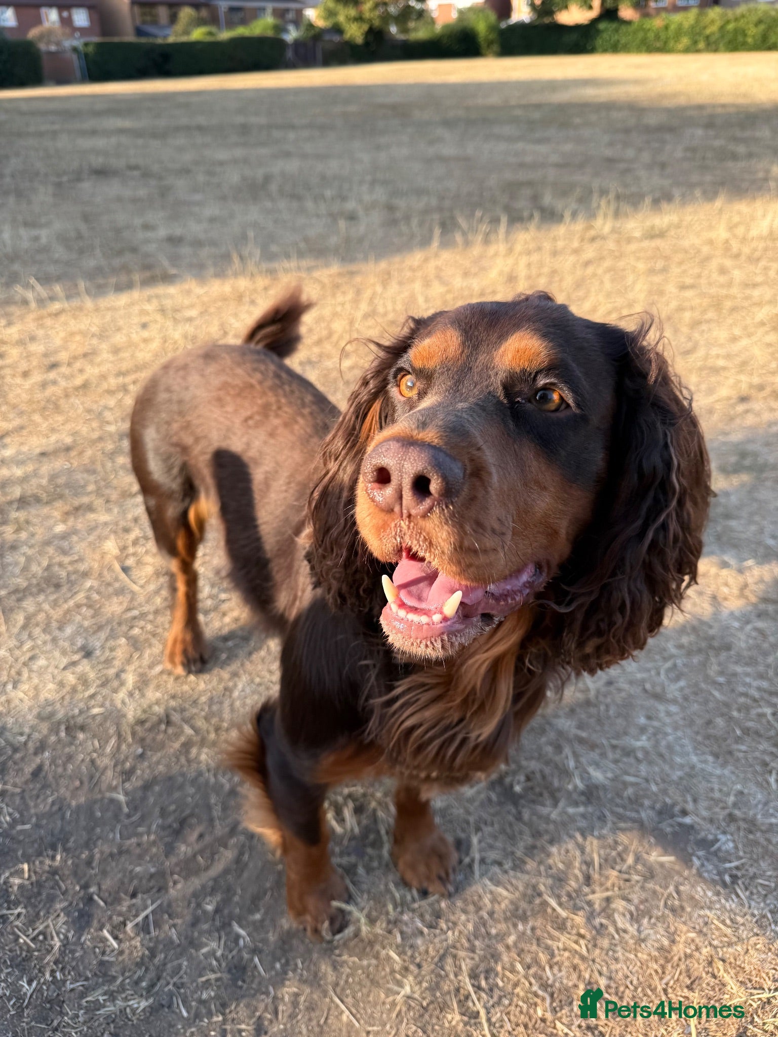 Cocker Spaniel dogs 🐾 Proven Stud - Healthy Working Cocker Spaniel 🐾 - Advert 21