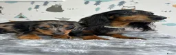 Miniature Dachshund dogs for sale: Long Haired Miniature Dachshund puppies,  - Advert 8