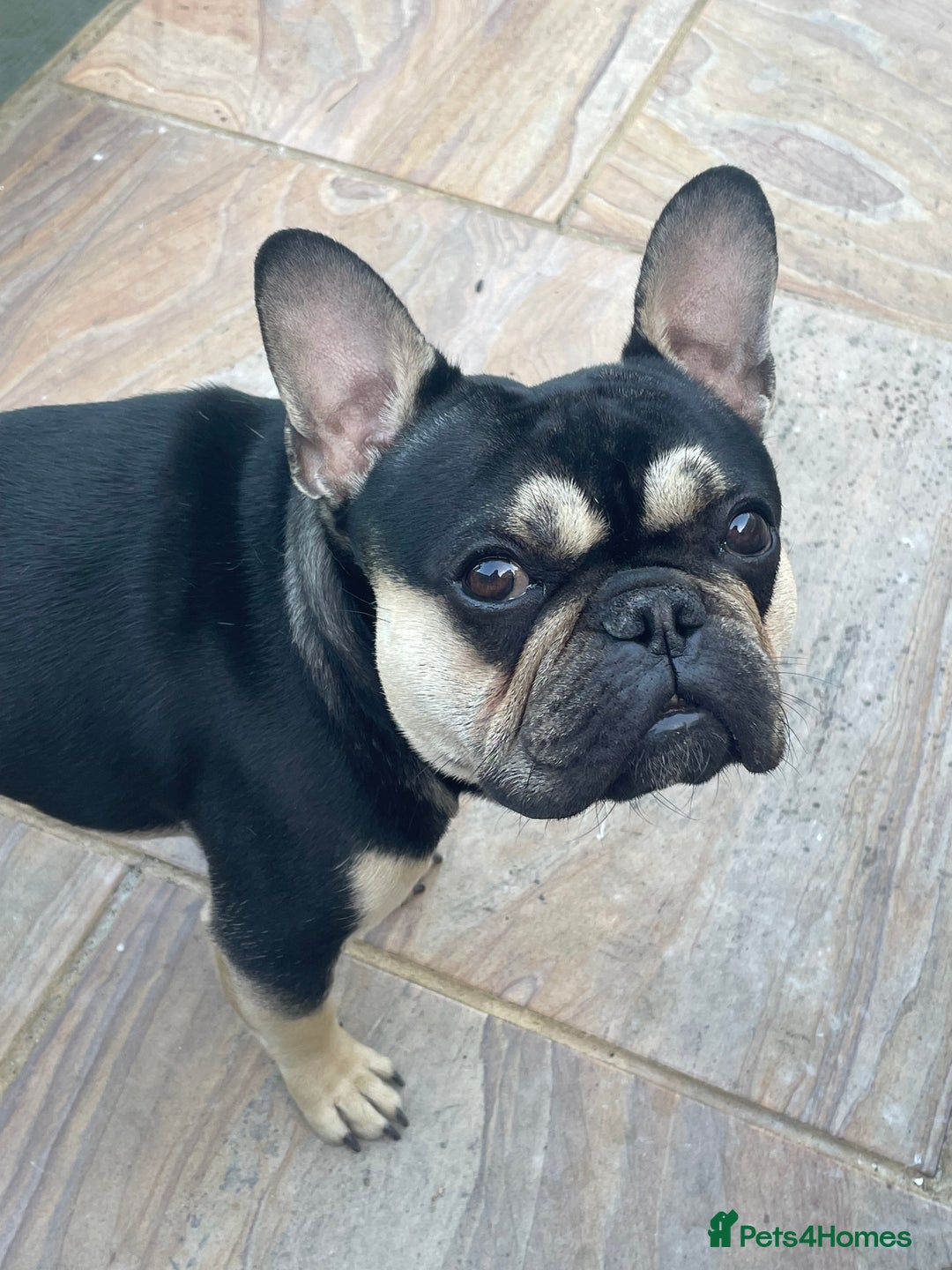 French Bulldog dogs for sale: 18 month old male black and brown French bulldog  - Advert 2