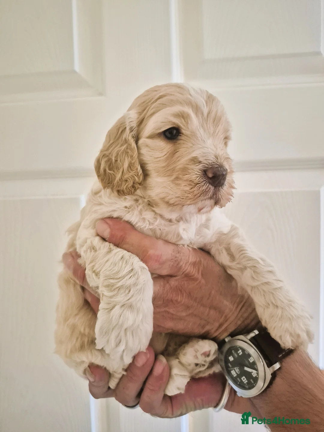 Cockapoo dogs for sale: Five F1 gorgeous Cockapoos mother & father present - Advert 2