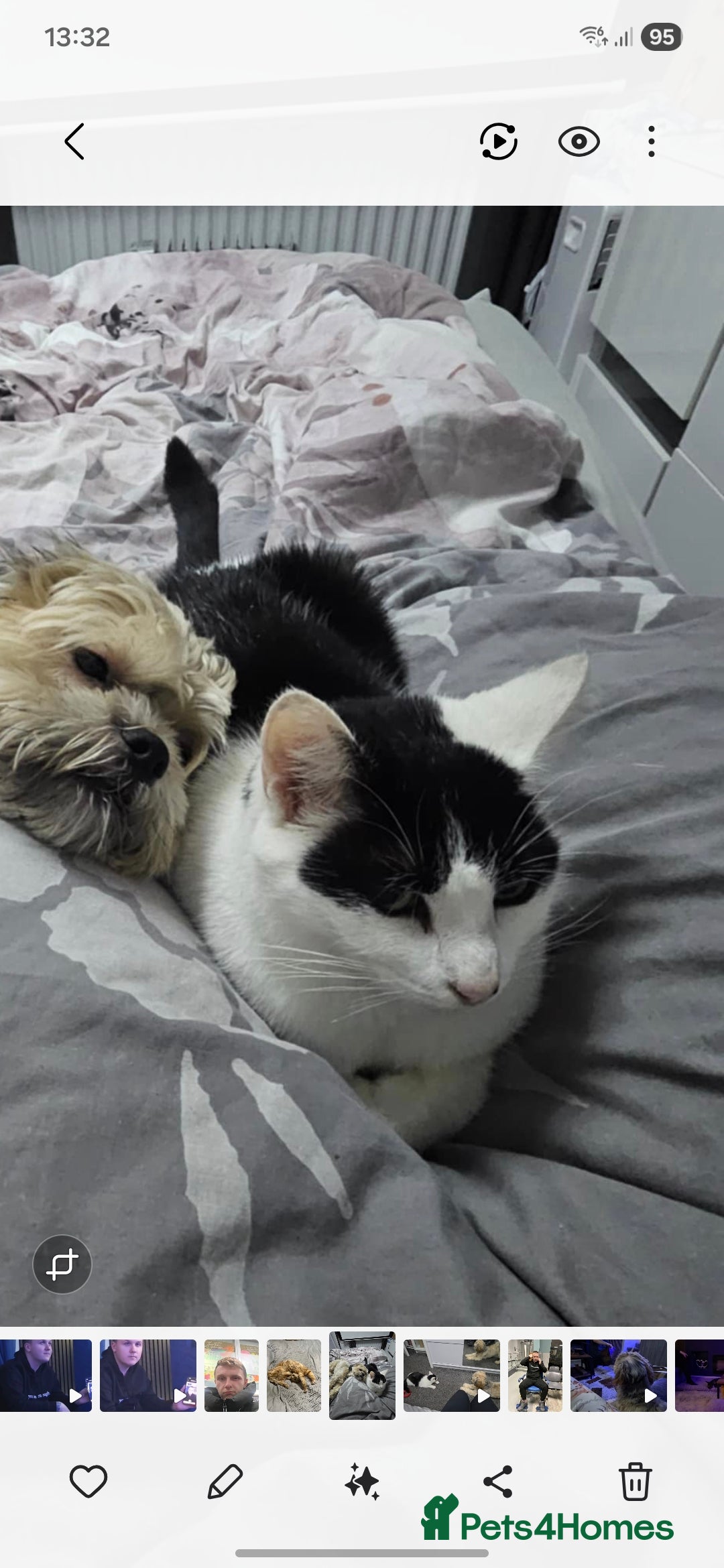 Mixed Breed cats for sale: Female 2 years old - Advert 1