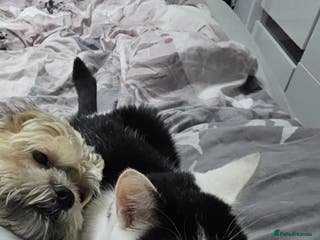 Mixed Breed cats Female 2 years old - Advert 15