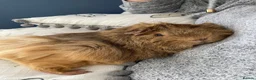 Guinea Pig rodents for sale: Two female abyssinian guinea pigs  in King's Lynn - Advert 2