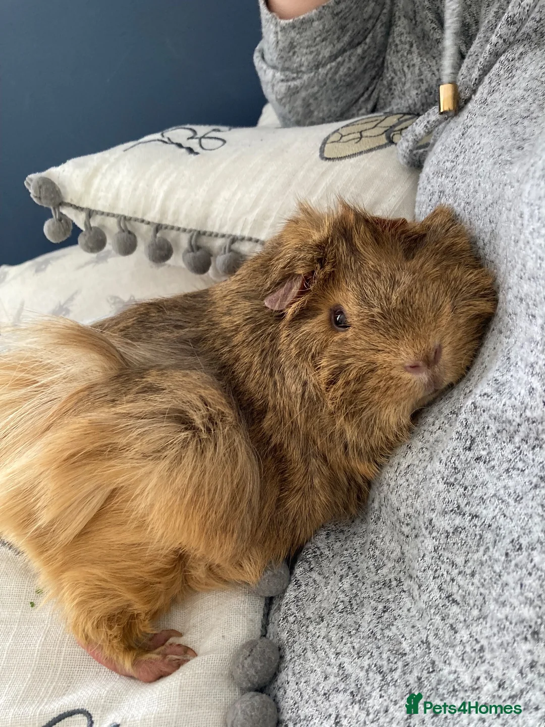 Guinea Pig rodents for sale: Two female abyssinian guinea pigs  in King's Lynn - Advert 2