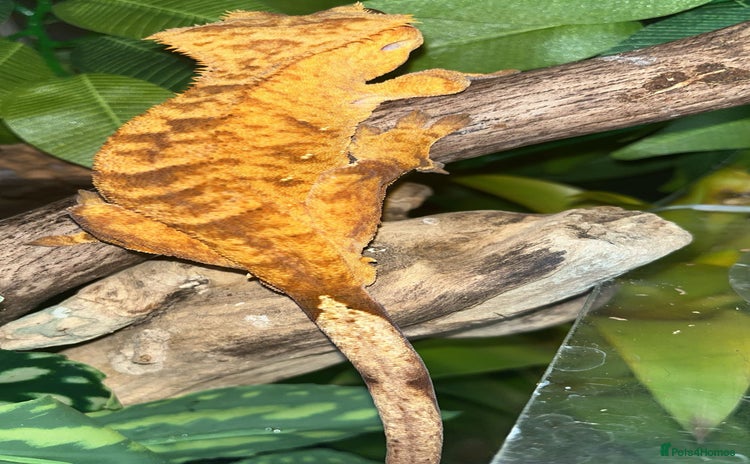 Gecko reptiles - Advert 1
