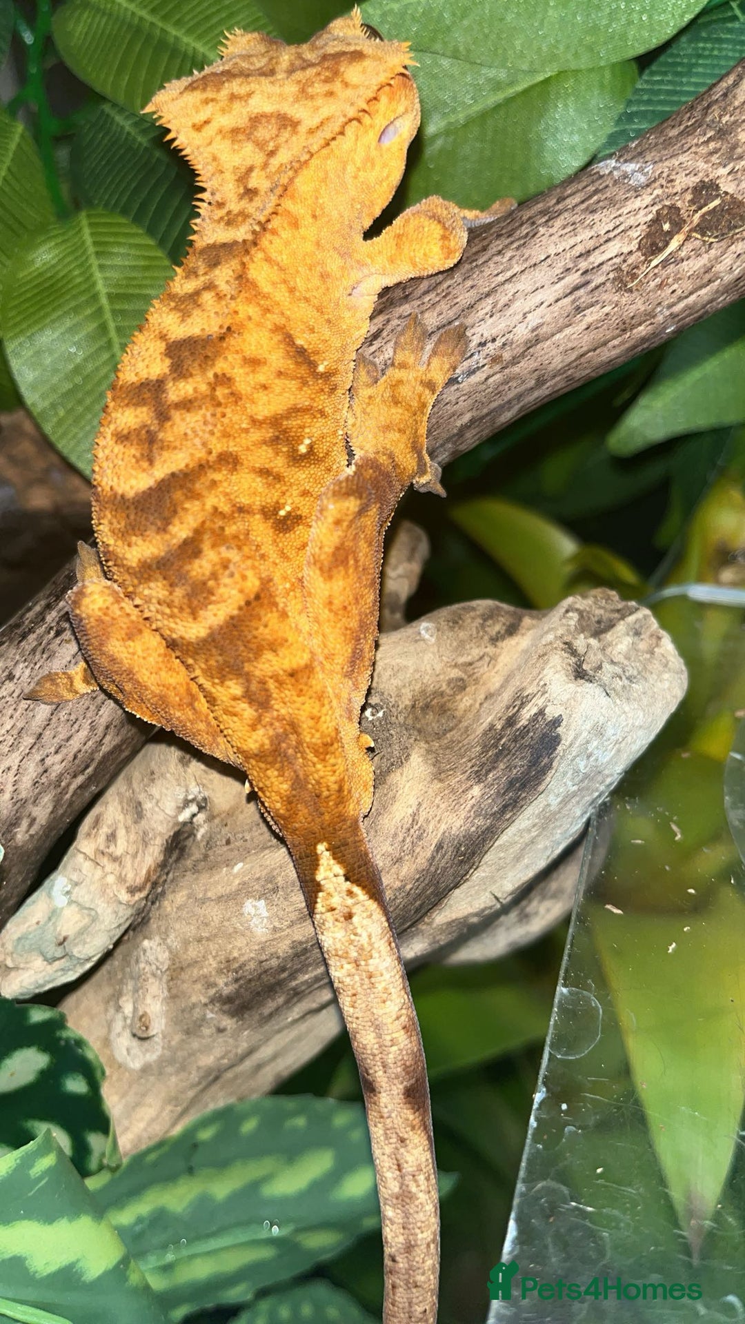 Gecko reptiles for sale: Male crested gecko  - Image 1