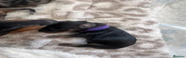 Miniature Dachshund 4