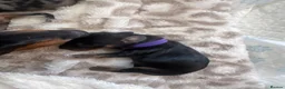 Miniature Dachshund dogs for sale: Miniature dachshund - Advert 7