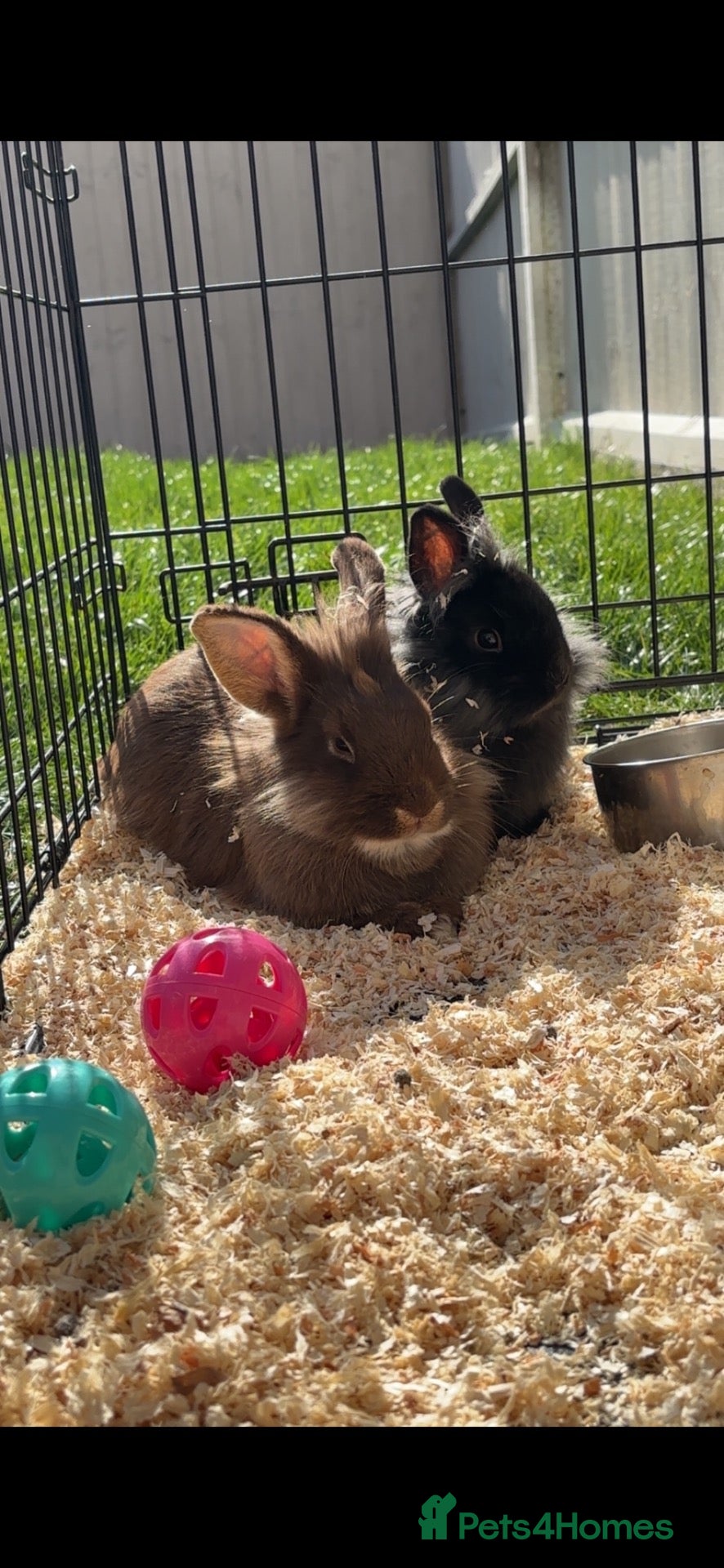 Mixed Breed rabbits Rabbits  - Advert 2