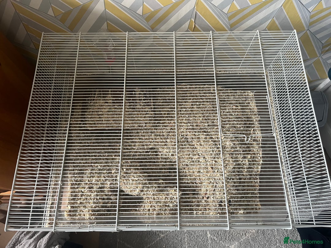 Gerbil rodents for sale: 2x Male Gerbils + setup - Advert 5