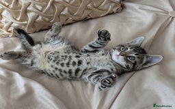 Bengal cats for sale: Purebred Spotted Bengal Kittens Brown Charcoal - Image 6