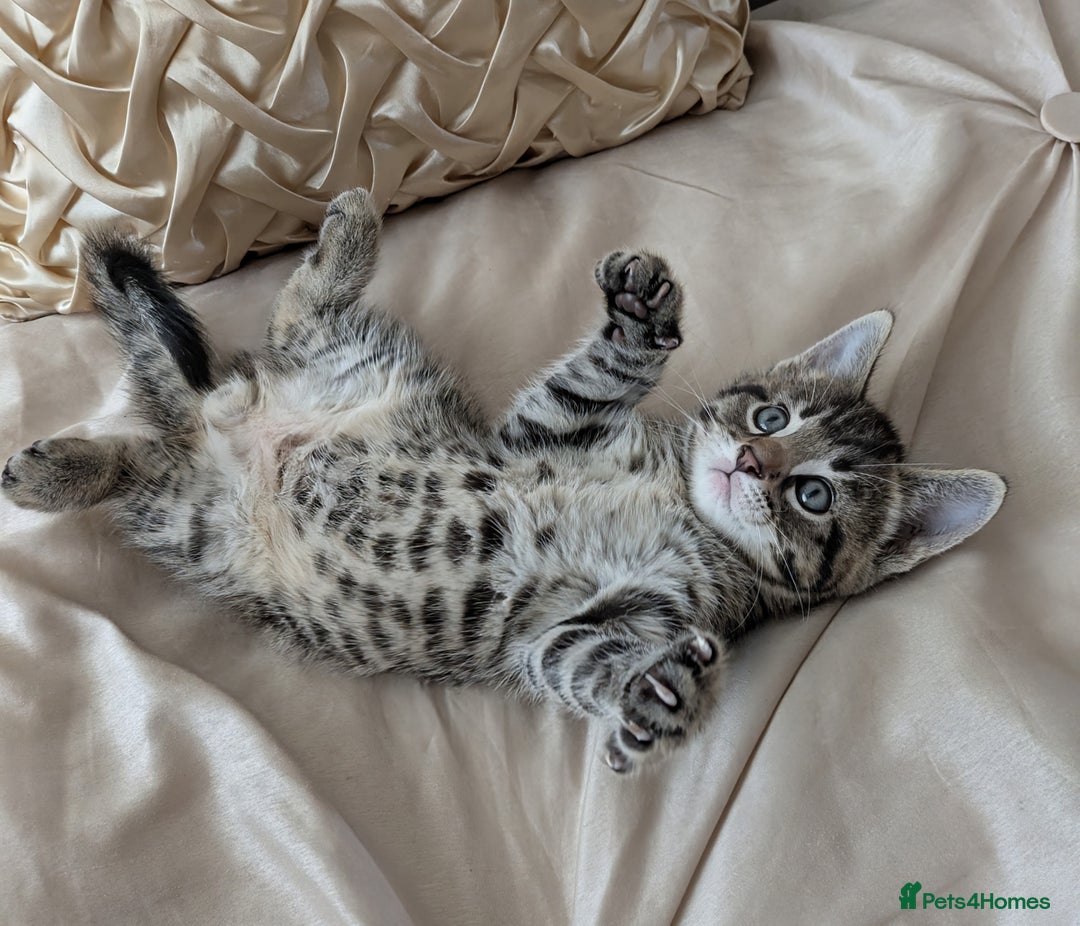 Bengal cats for sale: Purebred Spotted Bengal Kittens Brown Charcoal - Image 6