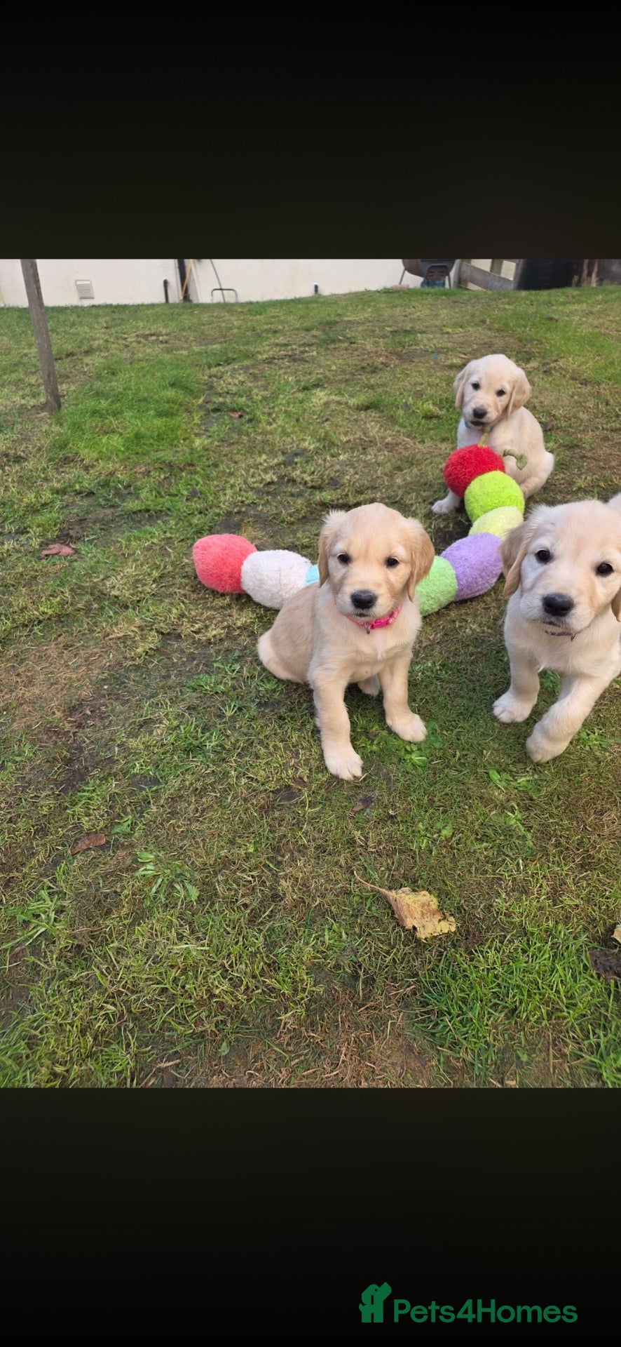 Golden Retriever dogs Golden retriever puppies  - Advert 2
