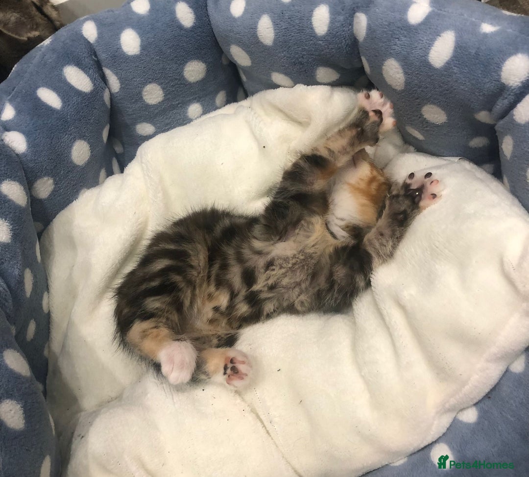 Mixed Breed cats for sale: Lovely kittens 8 weeks old  - Image 7