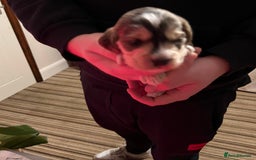 Cockapoo dogs for sale: F1b Cockerpoo puppies. - Image 14