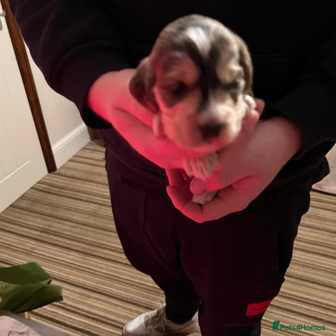 Cockapoo dogs for sale: F1b Cockerpoo puppies. - Image 14