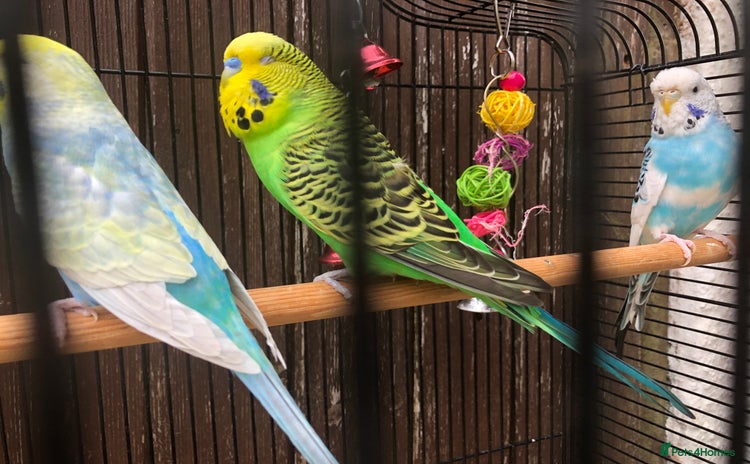 Budgerigars birds - Advert 6