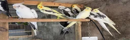 Mixed Breed birds for sale: Different birds for sale  - Advert 10