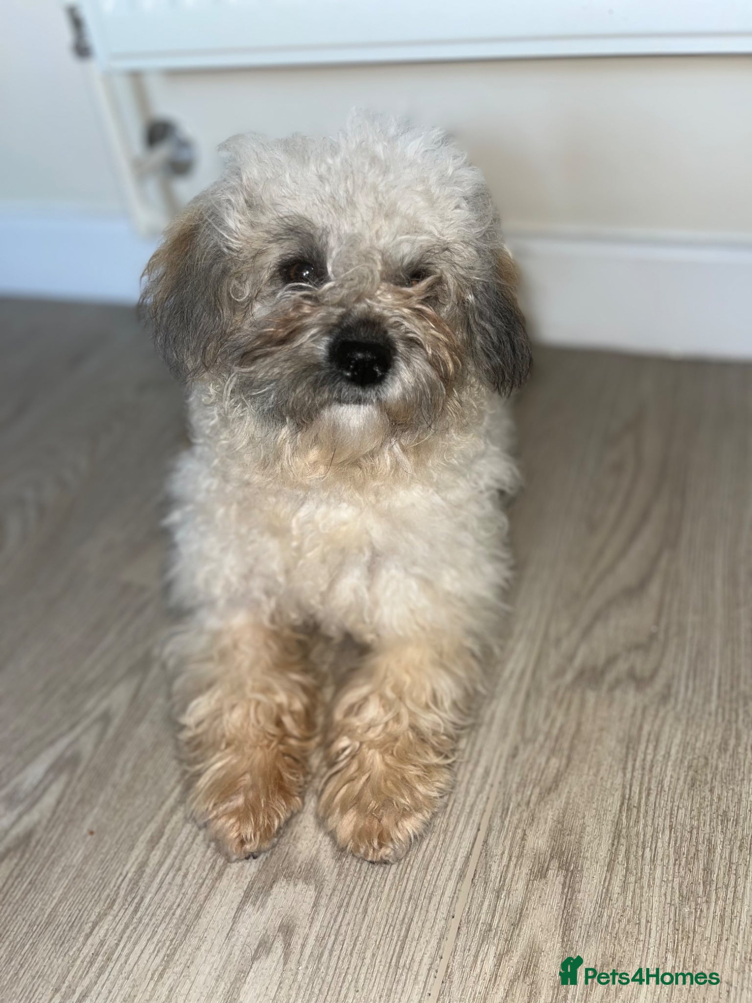 Shihpoo dogs Shih poo puppies  - Advert 4