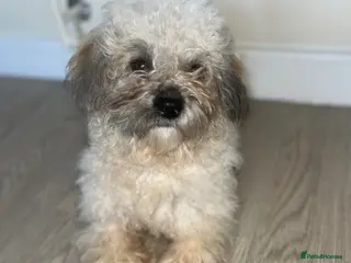 Shihpoo dogs Shih poo puppies - Advert 4