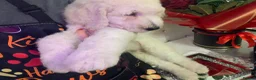 Standard Poodle dogs for sale: 🥇 White KC Standard Poodle Puppies – Ready Now ✨ - Advert 22