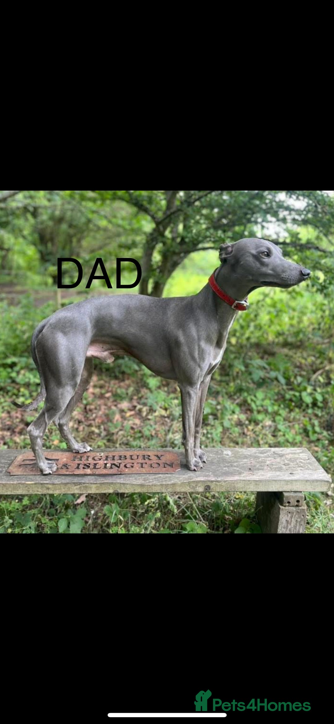 Whippet dogs for sale: Whippet  - Advert 5