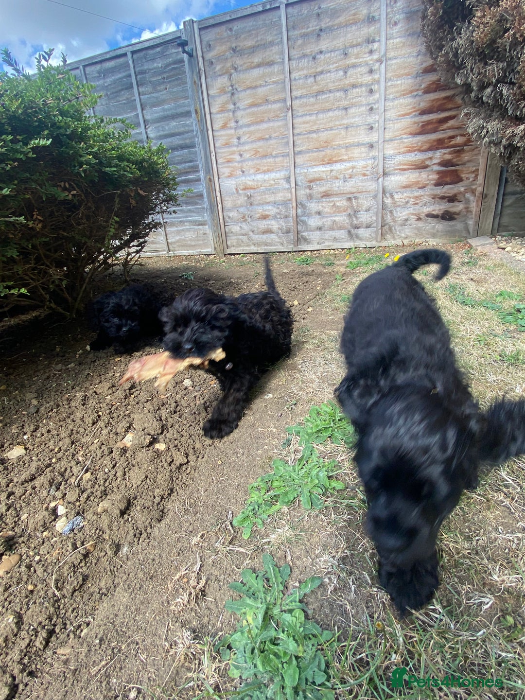 Cockapoo dogs for sale: Gorgeous American cockapoos  - Image 36