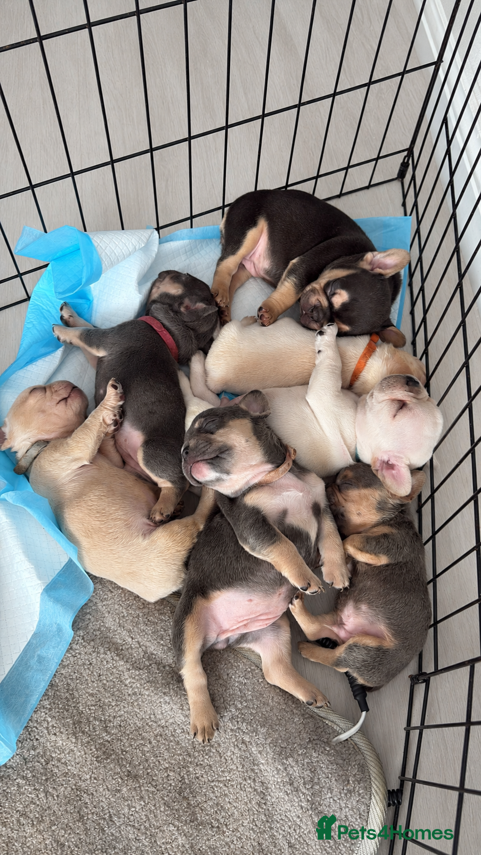 French Bulldog dogs 7 French Bulldogs KC registered  - Advert 16