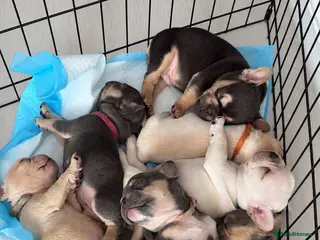 French Bulldog dogs 7 French Bulldogs KC registered - Advert 9