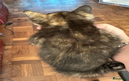 Mixed Breed cats for sale: 4 Beautiful Kittens - Maine Coon Mix - Image 5